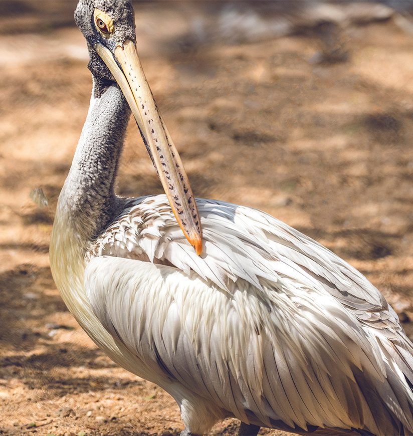 guindy-national-park