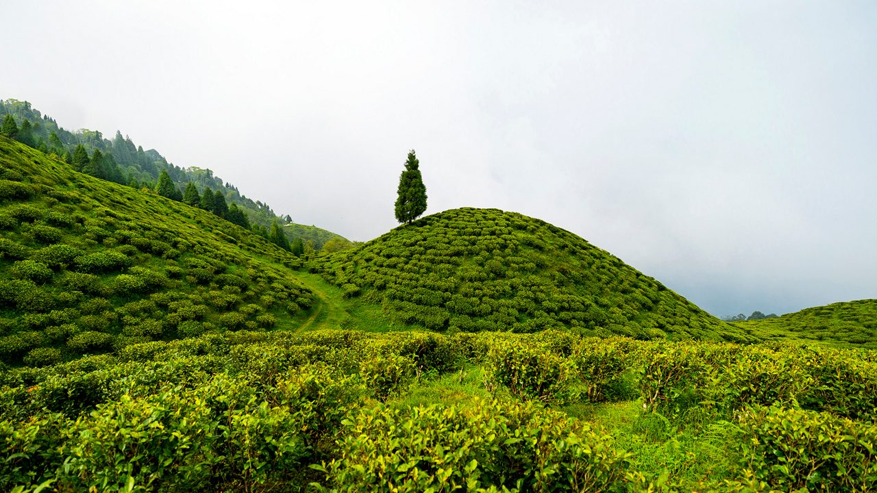 happy-valley-tea-estate-darjeeling-west bengal-1-hero.jpg