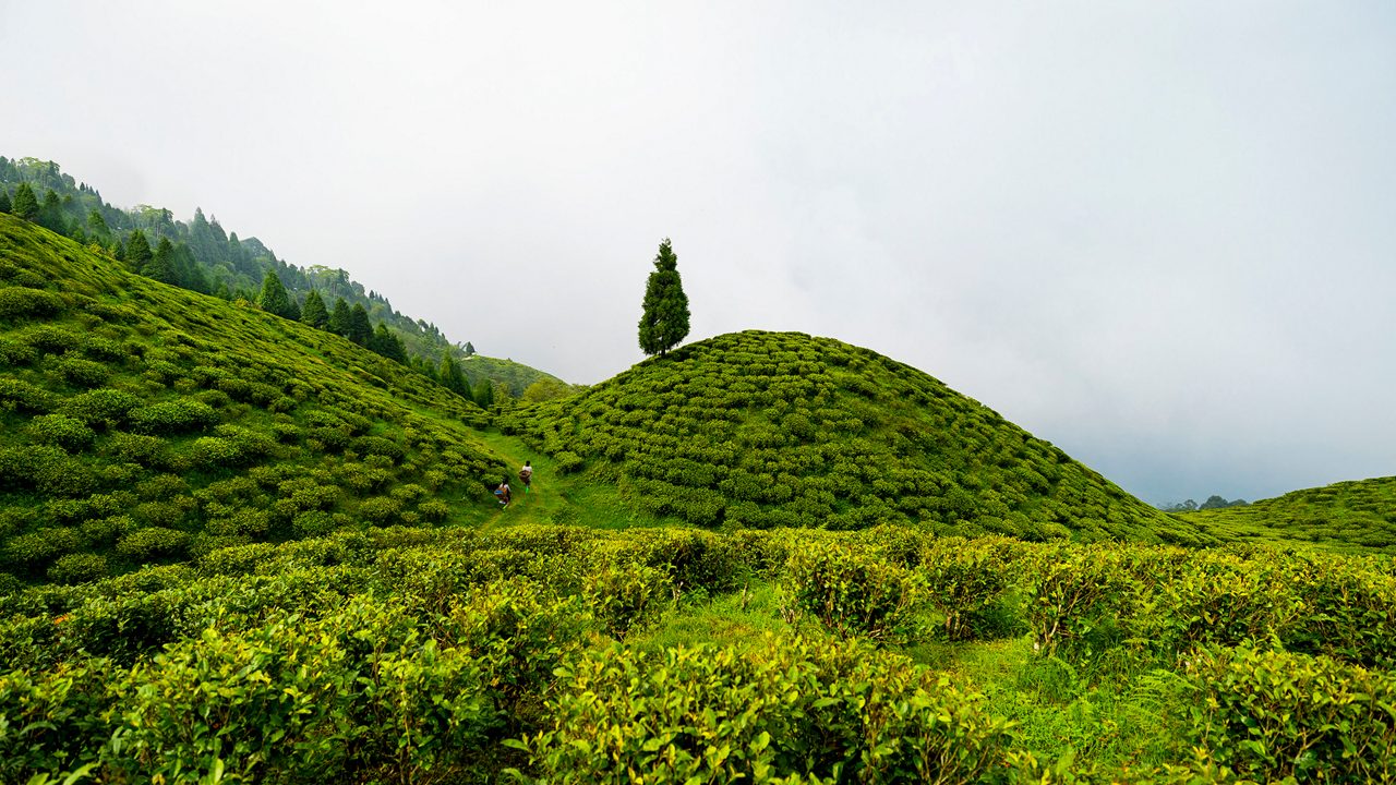 happy-valley-tea-estate