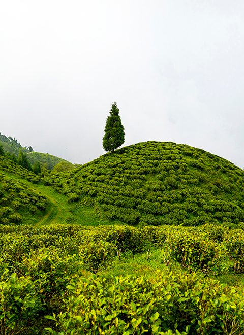 happy-valley-tea-estate-darjeeling-west-bengal-1-city-homepage