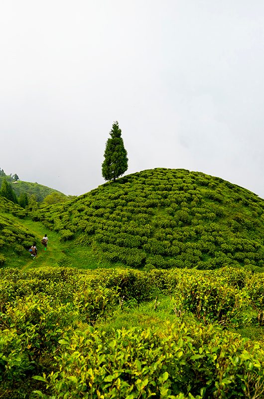 happy-valley-tea-estate