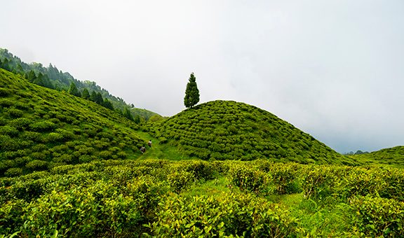 happy-valley-tea-estate-darjeeling-west-bengal-darjeelin-1-attr-popular