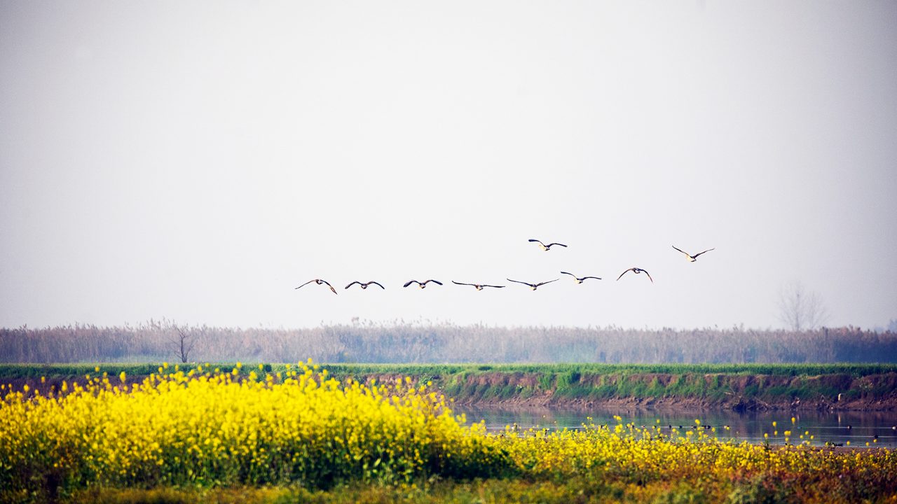 harike-wetland-and-bird-sanctuary