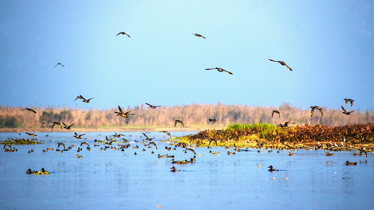 harike-wetland-and-bird-sanctuary-amritsar-punjab-4-musthead-hero