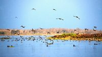 harike-wetland-and-bird-sanctuary-amritsar-punjab-4-musthead-hero