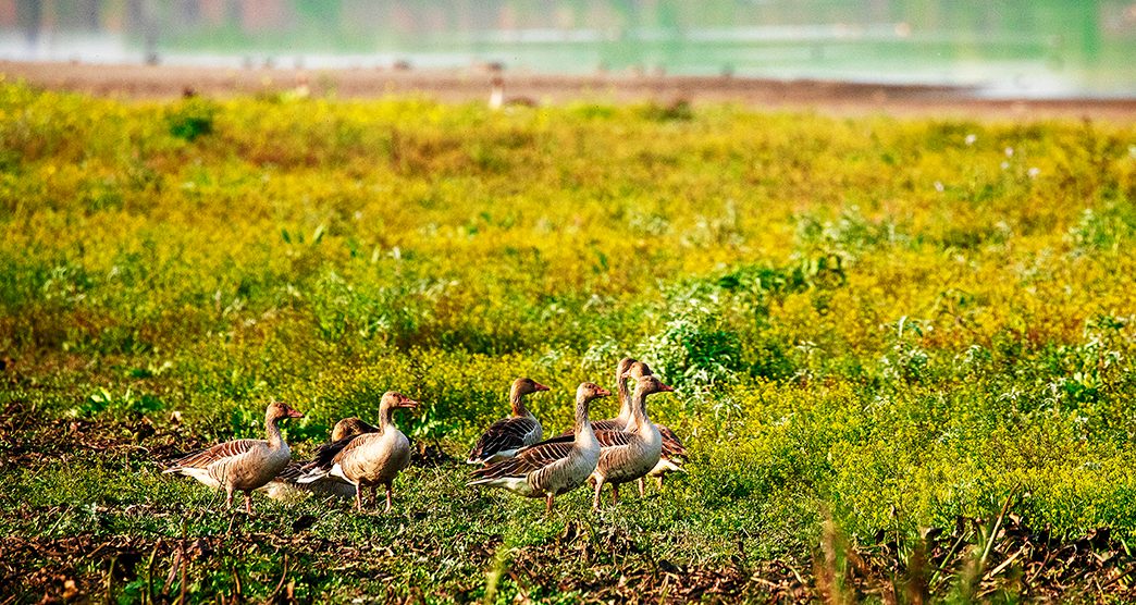 harike-wetland-and-bird-sanctuary