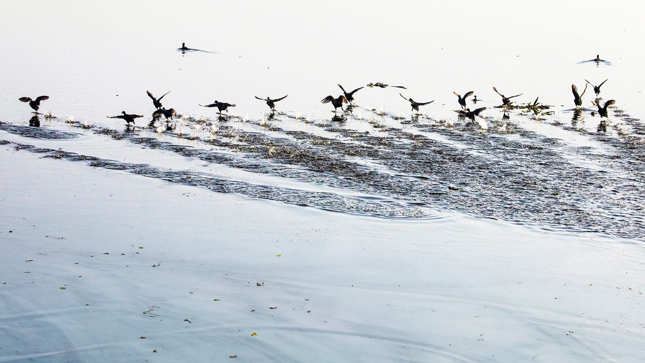 harike-wetland-and-bird-sanctuary-amritsar-punjab-5-musthead-hero