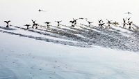 harike-wetland-and-bird-sanctuary-amritsar-punjab-5-musthead-hero