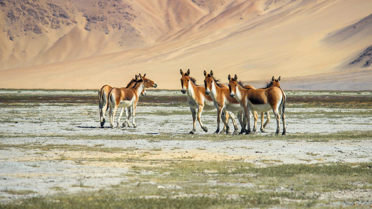 8-diskit-monastery-leh-ladakh-city-hero-new