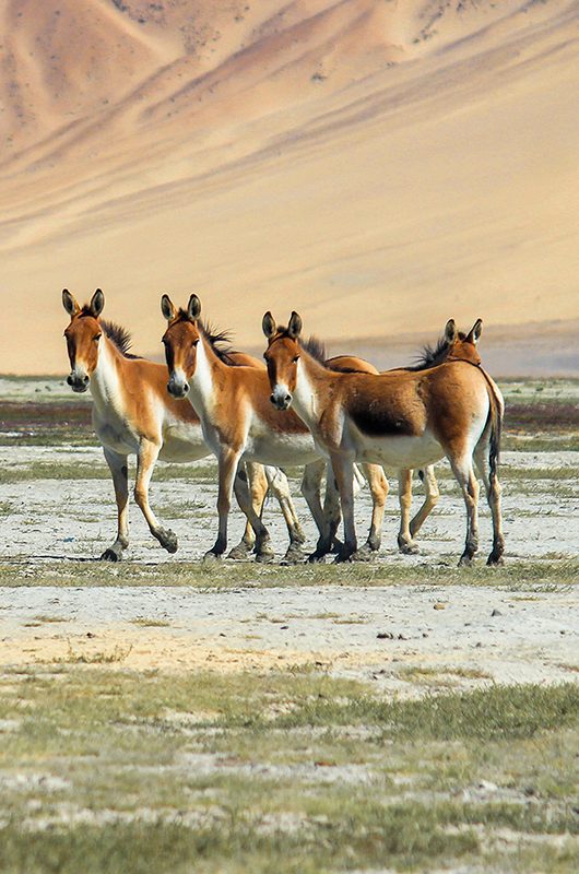 hemis-national-park-leh-ladakh-1-attr-nearby