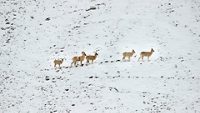 hemis-national-park-leh-ladakh-2-attr-hero