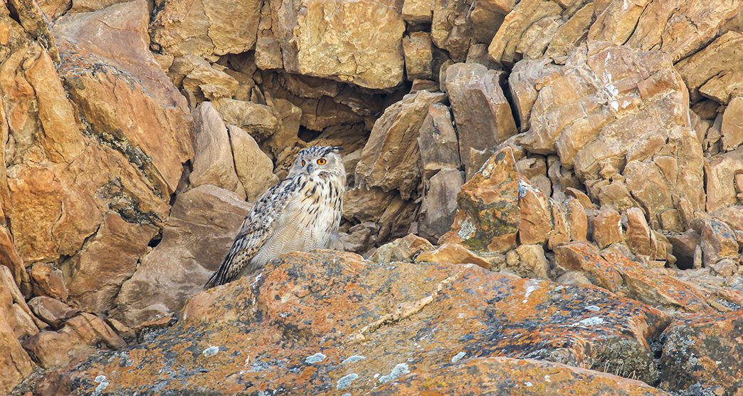 hemis-national-park-leh-ladakh-3-attr-about