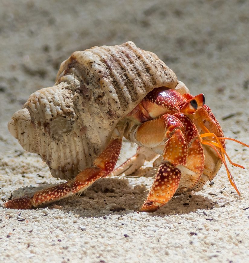 Hermit-crab-on-the-beach