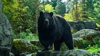 black brown bear in the forest