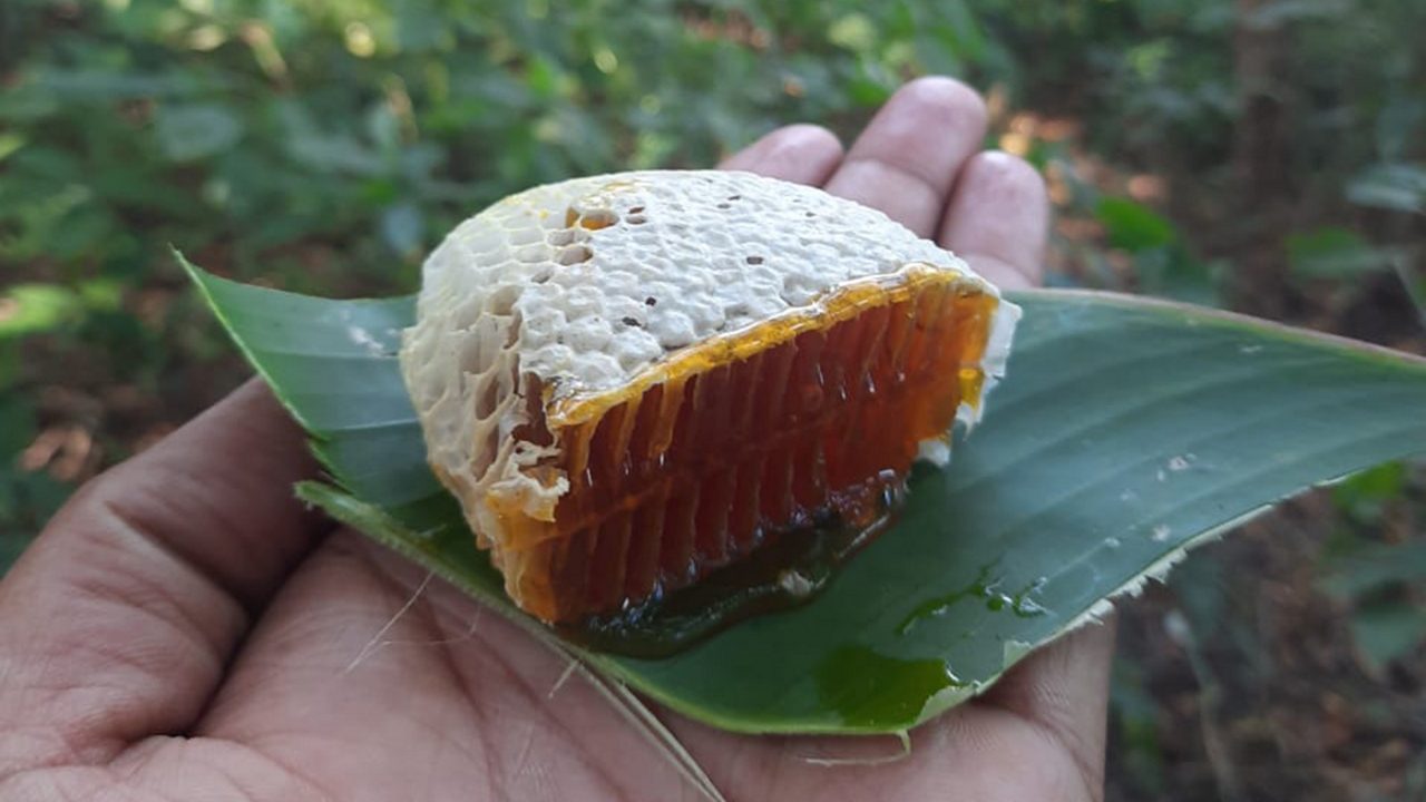 honey-patgaon-rajasthan