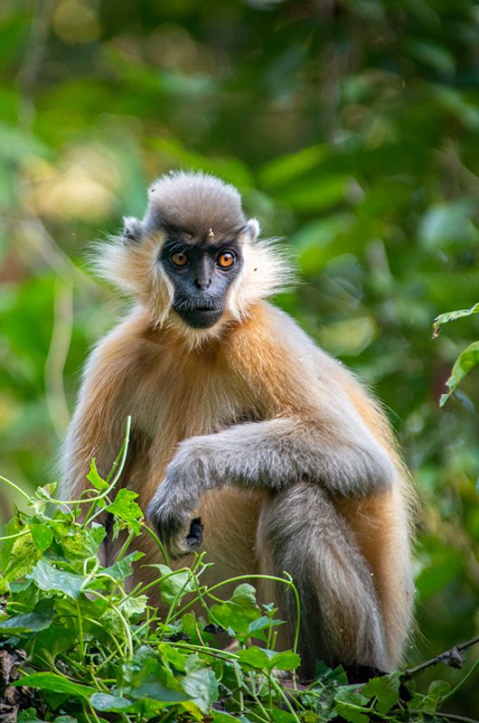 Capped Langoor seen at Hoollongapar Gibbon Sanctuary, Jorhat, Assam,India