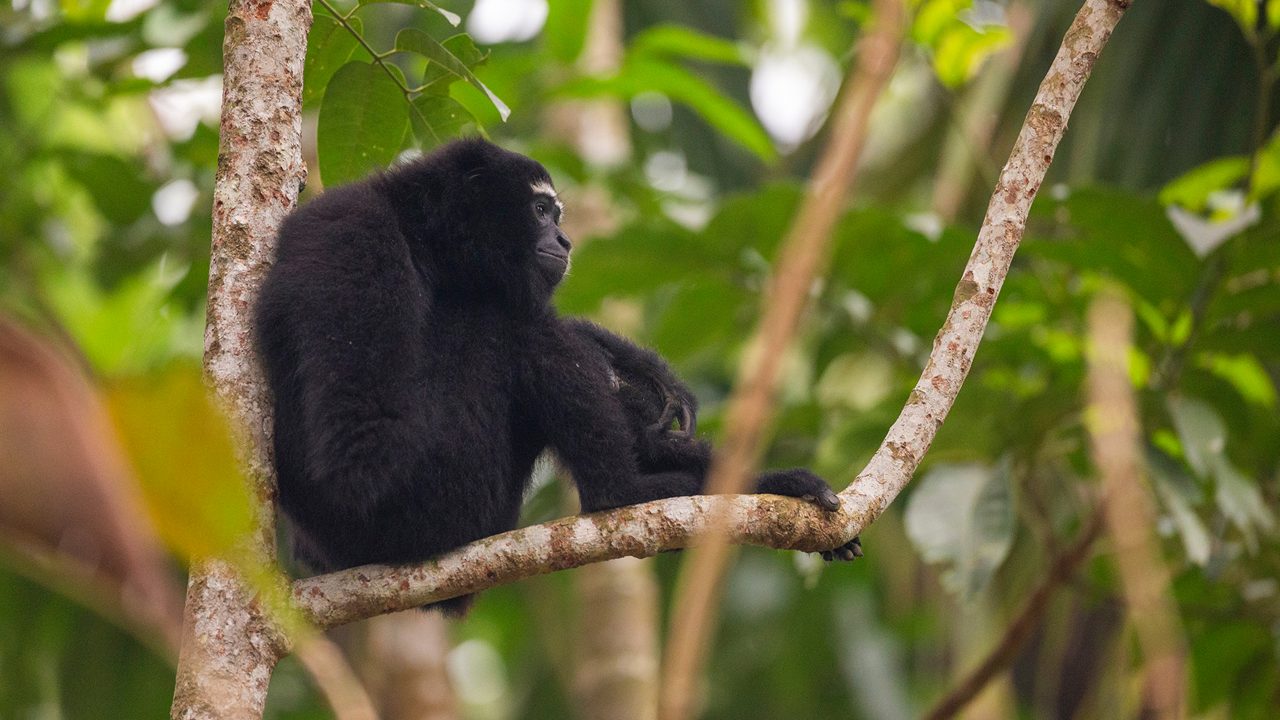 Male Hoolock Gibbon seen at Hoollongapar Gibbon Sanctuary, Jorhat, Assam,India