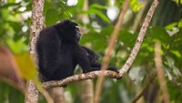 Male Hoolock Gibbon seen at Hoollongapar Gibbon Sanctuary, Jorhat, Assam,India
