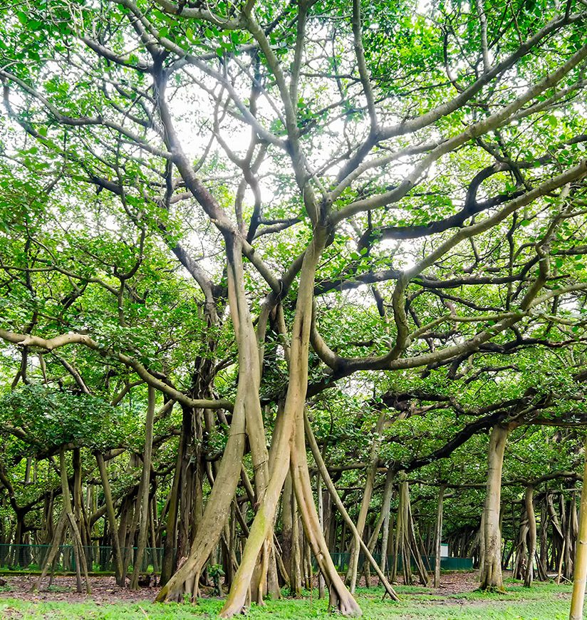 indian-botanical-garden-howrah-west-bengal