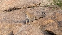 Indian Leopard (Panthera pardus) on Aravalli hills.