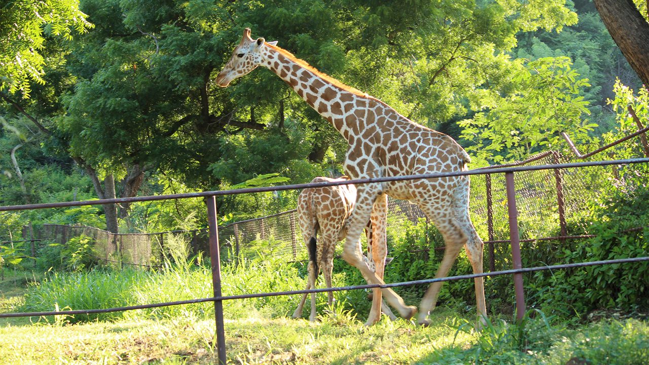 indira-gandhi-zoological-gardens-vishakapatnam-1-attr-hero