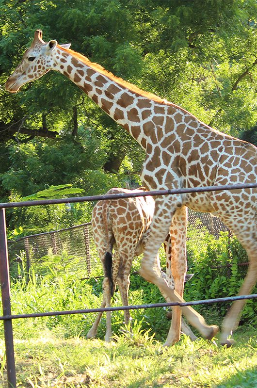 indira-gandhi-zoological-gardens-vishakapatnam-1-attr-nearby