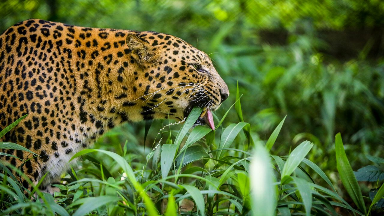 itanagar-zoological-park-itanagar-arunachal-pradesh-1-attr-hero