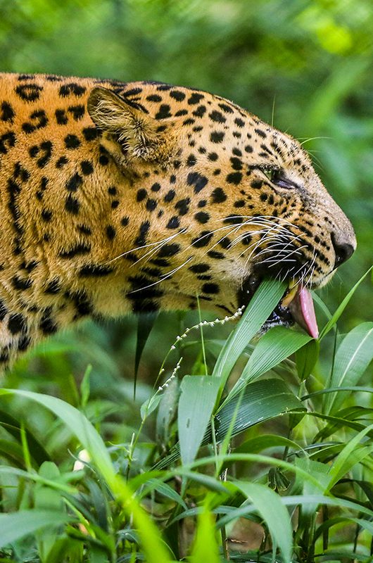 itanagar-zoological-park