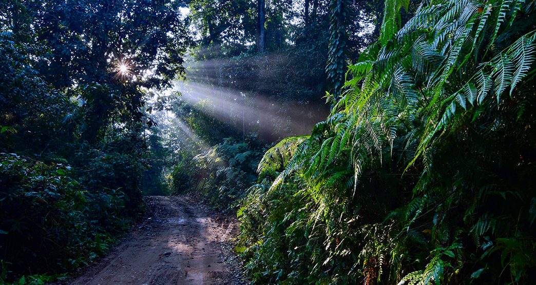 jeypore-rainforest-dibrugarh-assam