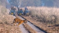 Tiger crossing the road - Jim Corbett National Park offers one of the best places to see tigers in wild