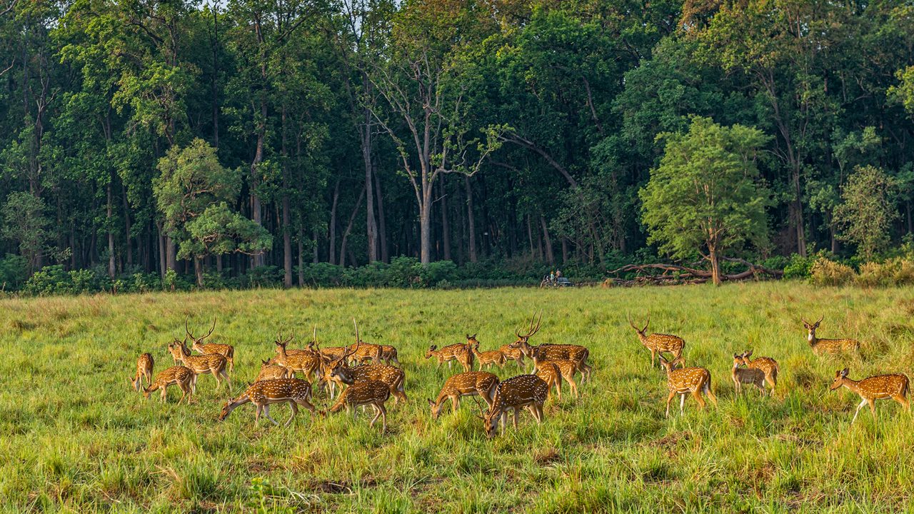 Spotted Deer Grazing in lush green grasslands in Corbett Tiger reserve, India