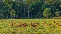 Spotted Deer Grazing in lush green grasslands in Corbett Tiger reserve, India