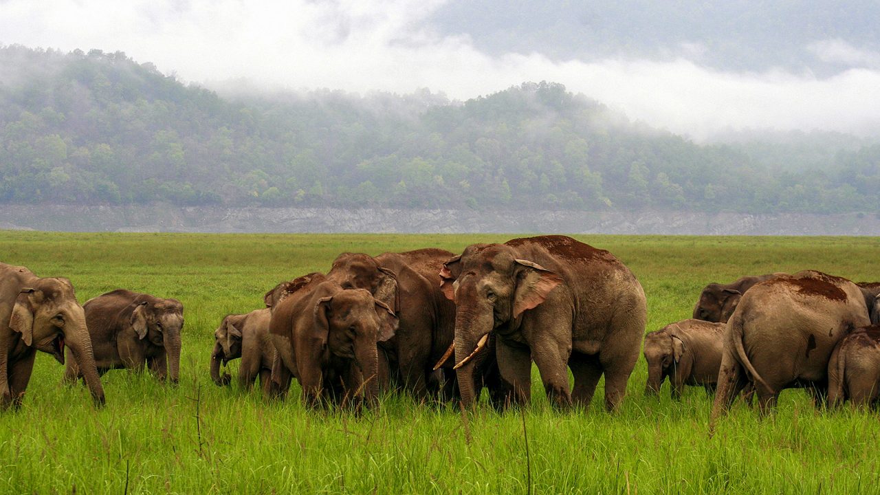 Elephants at Dhikala Chaur
