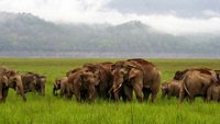 Elephants at Dhikala Chaur