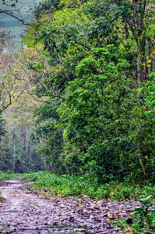 jokai-botanical-garden-dibrugarh-assam-1-attr-nearby