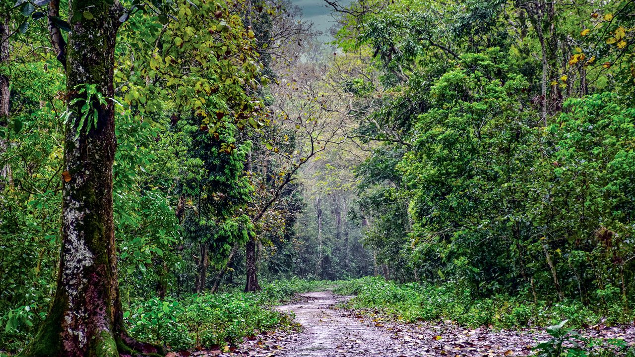 jokai-botanical-garden-dibrugarh-assam-1-atttr-hero