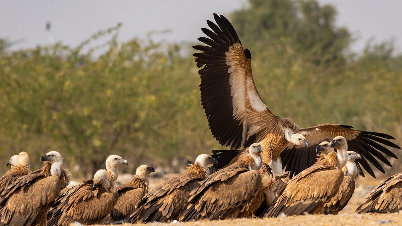 jorbeed-wildlife-sanctuary-bikaner-rajasthan-1-attr-hero