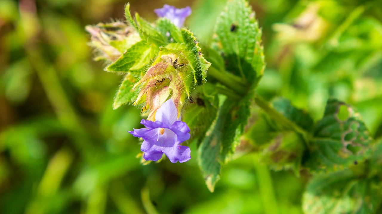 kaas-plateau-satara-maharashtra-1-attr-hero