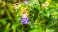 kaas-plateau-satara-maharashtra-1-attr-hero