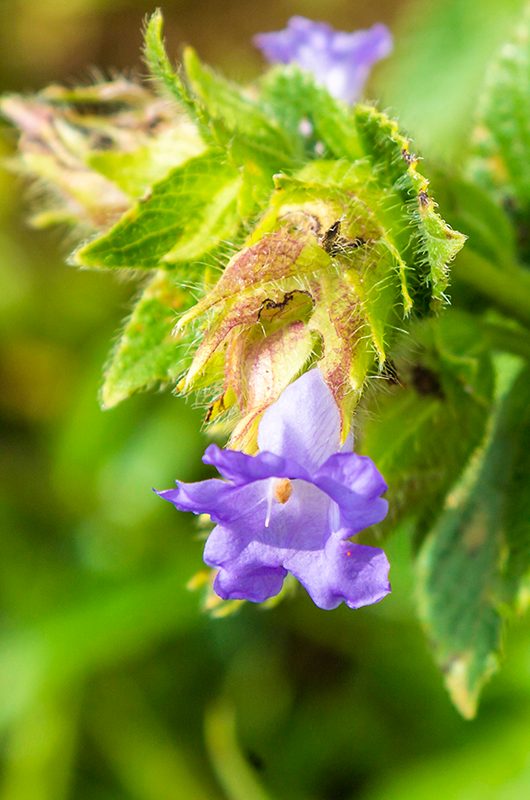 kaas-plateau-satara-maharashtra-1-attr-nearby