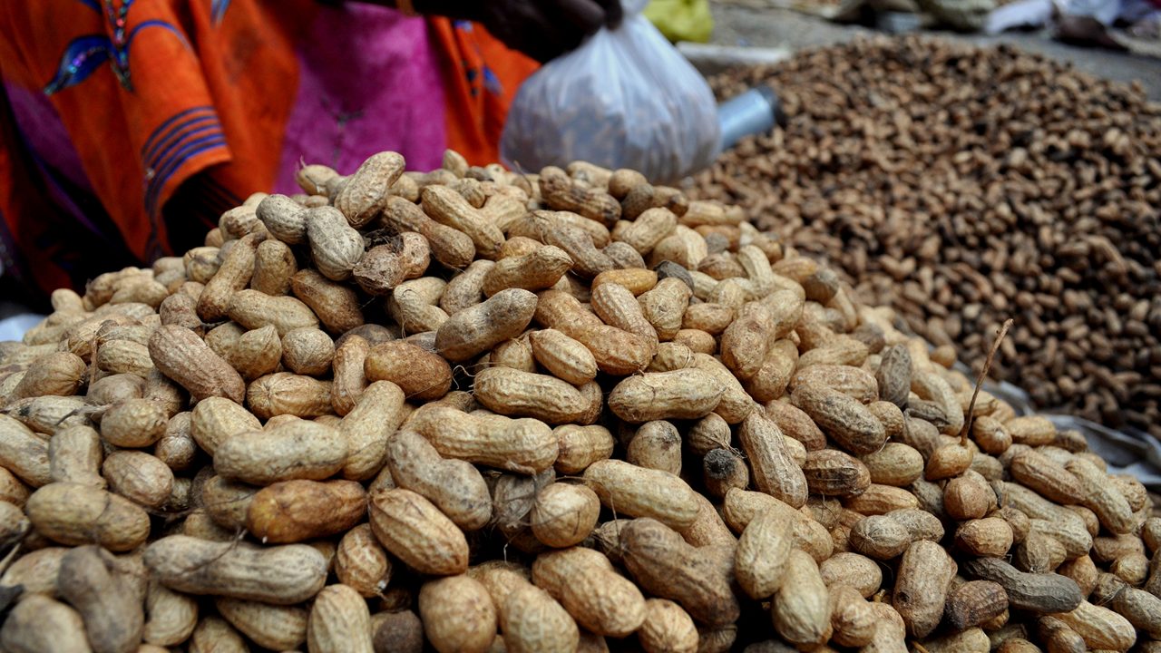 Groundnut sold at the Kadalekai Parishe fair 2017 at Basavanagudi bull temple road 