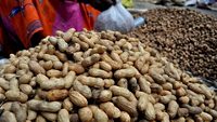 Groundnut sold at the Kadalekai Parishe fair 2017 at Basavanagudi bull temple road 