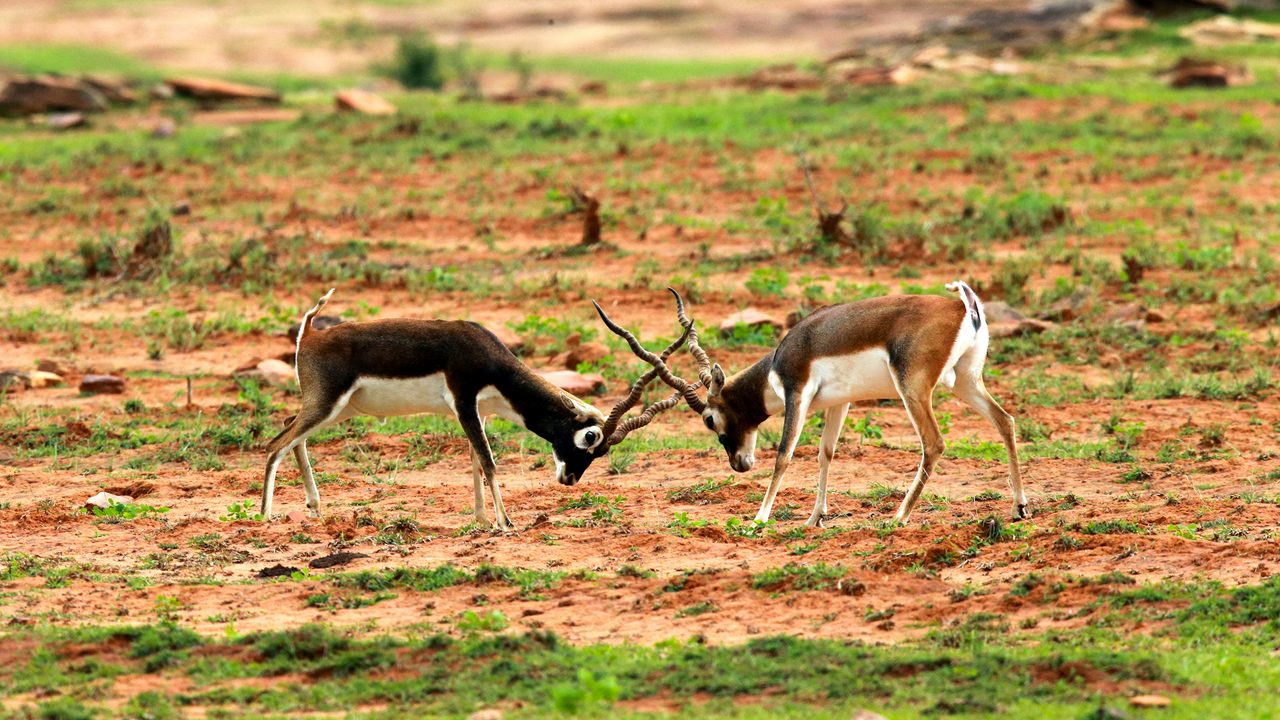 kaimoor-wildlife-sanctuary-varanasi-uttar-pradesh-2-attr-hero