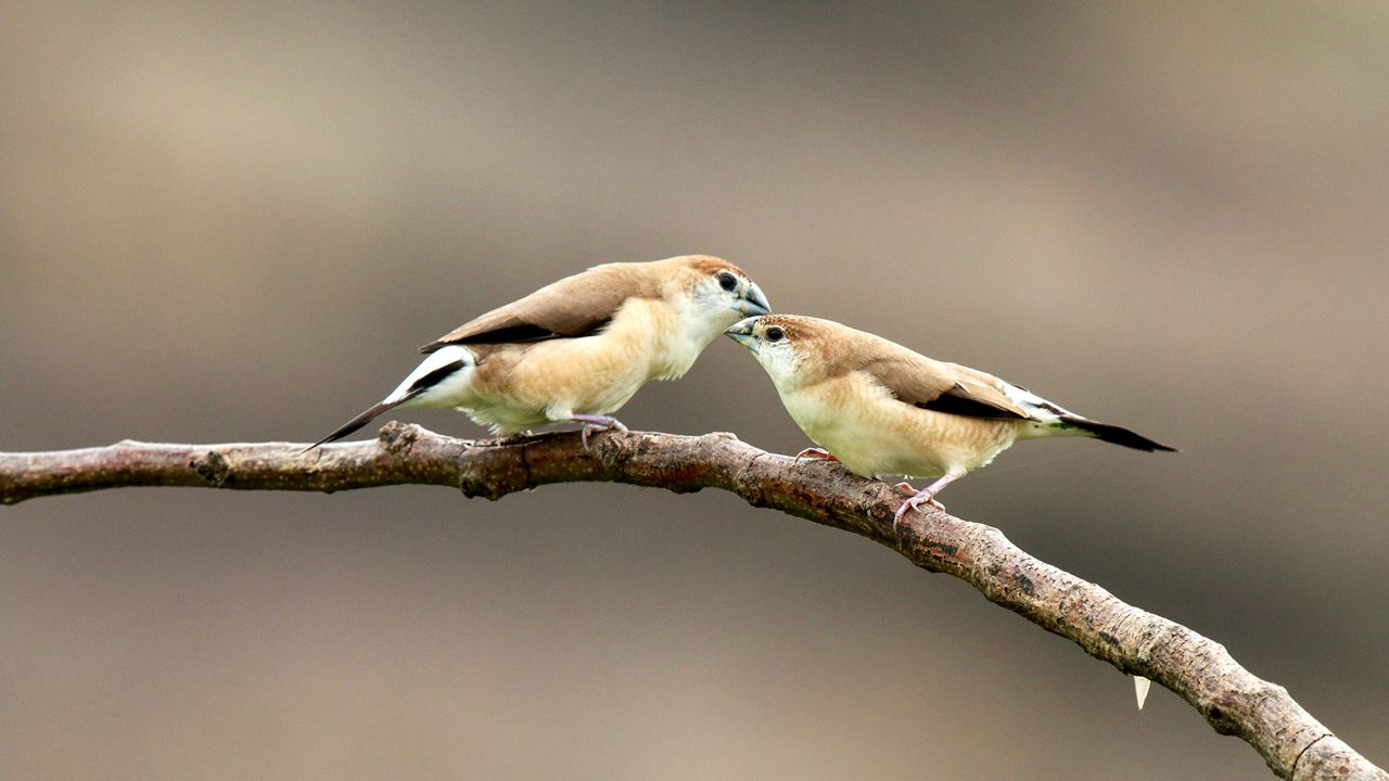 kaimoor-wildlife-sanctuary-varanasi-uttar-pradesh-2-musthead-hero