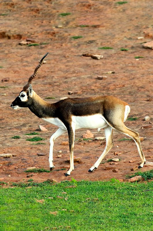 kaimoor-wildlife-sanctuary-varanasi-uttar-pradesh-attr-nearby.jpg