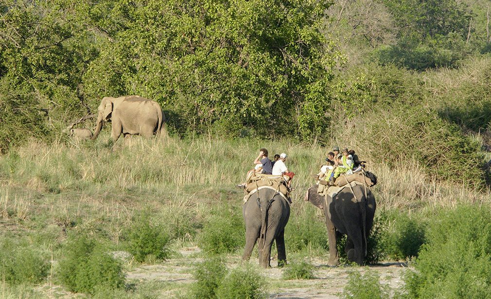 EXMHCT Tourists on Elephant safari in Corbett Tiger Reserve ; Uttaranchal ; India