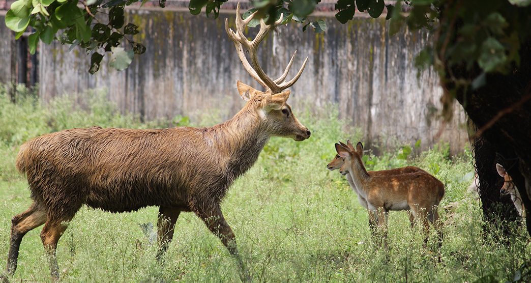 kanan-pendari-zoo-park-and-botanical-garden-bilaspur-chhattisgarh-attr-about