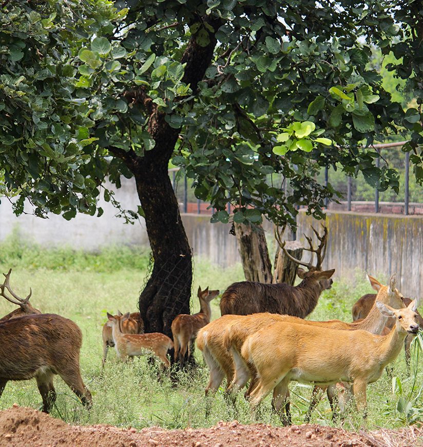 kanan-pendari-zoo-park-and-botanical-garden-bilaspur-chhattisgarh-replace-body.jpg