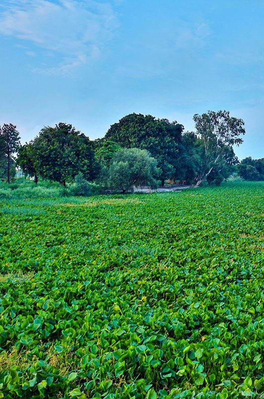 kanjli-wetland-kapurthala-punjab-1-attr-nearby