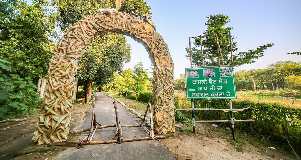 kanjli-wetland-kapurthala-punjab-attr-about